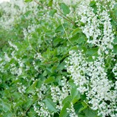 Silver Lace Vine